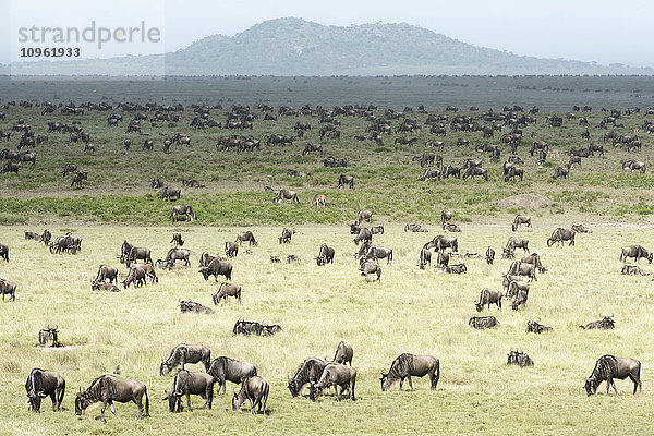 Große Herde von Gnus (Connochaetes taurinus) grast auf den kurzen Grasebenen der Serengeti in der Nähe von Ndutu  Ngorongoro-Krater-Schutzgebiet; Tansania'.