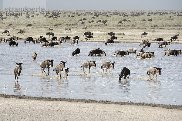 Große Herde von Gnus (Connochaetes taurinus) wandert über den flachen See und die kurzen Grasebenen der Serengeti in der Nähe von Ndutu  Ngorongoro-Krater-Schutzgebiet; Tansania'.