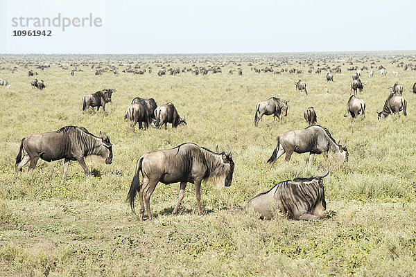 Große Herde von Gnus (Connochaetes taurinus) auf den kurzen Grasebenen der Serengeti in der Nähe von Ndutu  Ngorongoro-Krater-Schutzgebiet; Tansania'.