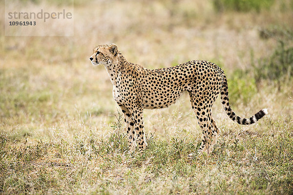 Wachsamer Gepard (Acinonyx jubatus) starrt aufmerksam in der Nähe von Ndutu  Ngorongoro Crater Conservation Area; Tansania'.