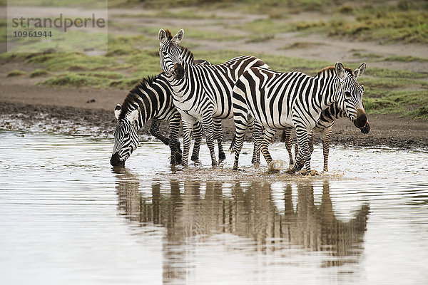 Gewöhnliche Zebras (Equus quagga) beim Überqueren eines Baches mit Spiegelungen in der Nähe von Ndutu  Ngorongoro Crater Conservation Area; Tansania'.