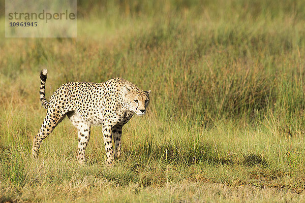 Aufmerksamer Gepard (Acinonyx jubatus) auf der Pirsch durch offenes Grasland in der Nähe von Ndutu  Ngorongoro Crater Conservation Area; Tansania'.