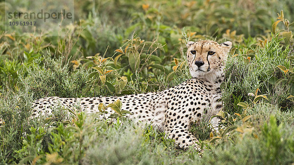 Gepard (Acinonyx jubatus) mit erhobenem Kopf und aufmerksam starrend liegt er im niedrigen Gebüsch in der Nähe von Ndutu  Ngorongoro Crater Conservation Area; Tansania'.