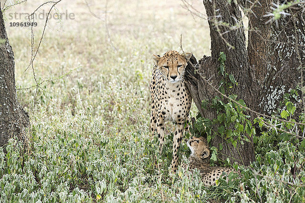 Weiblicher Gepard (Acinonyx jubatus) reibt sich an einem Baumstamm  während sein Junges von unten zu ihm aufschaut  in der Nähe von Ndutu  Ngorongoro Crater Conservation Area; Tansania'.