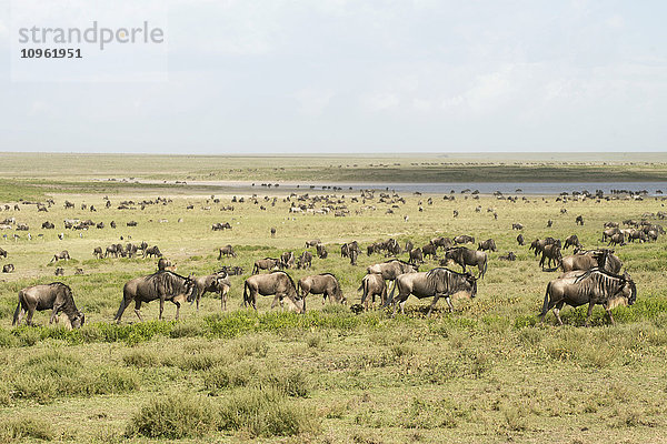 Große Herde von Gnus (Connochaetes taurinus) bewegt sich an einem See in den Kurzgrasebenen der Serengeti in der Nähe von Ndutu  Ngorongoro-Krater-Schutzgebiet; Tansania'.