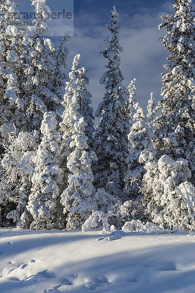 Mit Raureif bedeckte immergrüne Bäume bei Sonnenuntergang  Copper River Valley  Southcentral Alaska  Winter