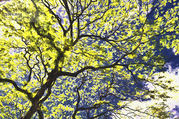 Gelb blühender Baum mit dem Monet-Effekt; Honolulu  Oahu  Hawaii  Vereinigte Staaten von Amerika'.