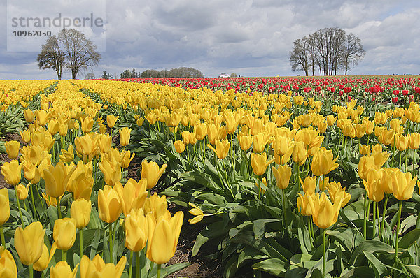 Gelbe Candela-Tulpen  Wooden Shoe Tulip Farm; Oregon  Vereinigte Staaten von Amerika'.