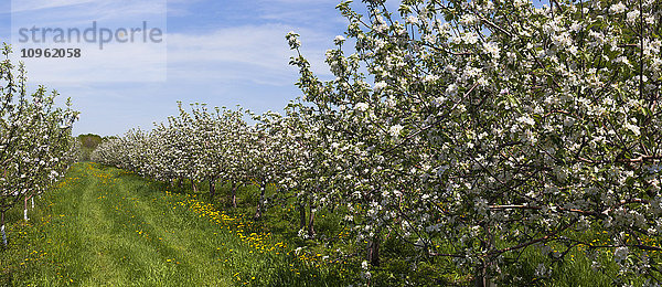 Apfelgarten in Frühlingsblüte; St. Paul D'abbotsford  Quebec  Kanada'.