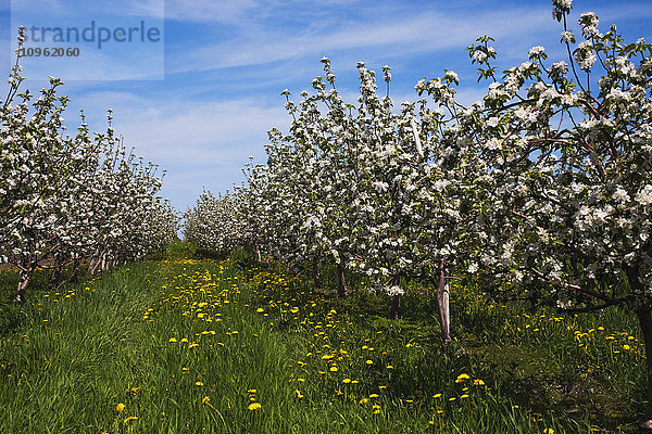 Apfelgarten in Frühlingsblüte; St. Paul D'abbotsford  Quebec  Kanada'.