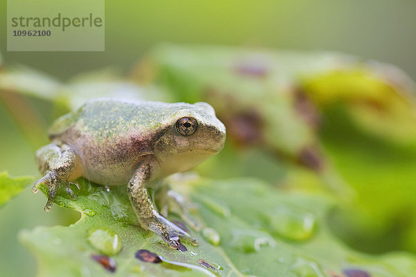 Grauer Laubfrosch (Hyla versicolor); Les Cedres  Quebec  Kanada'.