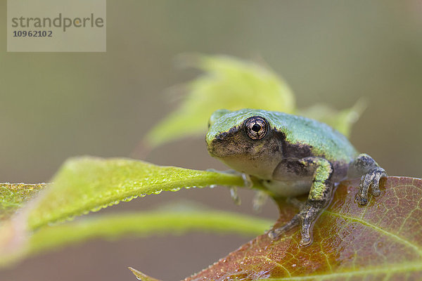 Grauer Laubfrosch (Hyla versicolor); Les Cedres  Quebec  Kanada'.