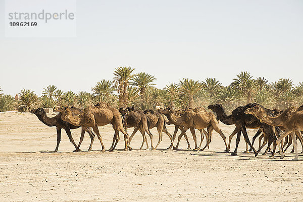 Kamele in der Wüste Sahara  in der Nähe von Merzouga; Marokko'.