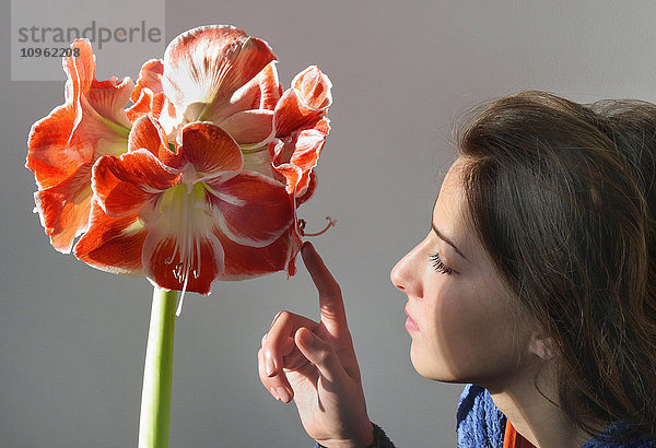 Eine junge Frau berührt die Blütenblätter einer rot-weißen Amaryllis belladonna; England .