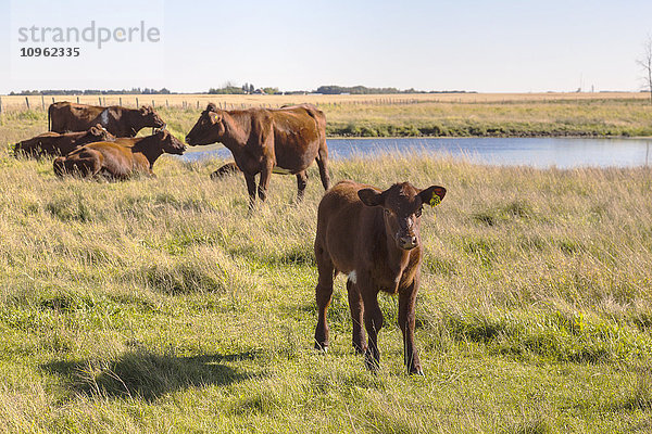 Kleine Rinderherde auf einem Feld  in der Nähe von St. Albert; Alberta  Kanada