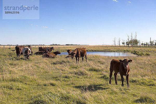 Kleine Rinderherde auf einem Feld bei St. Albert; Alberta  Kanada'.