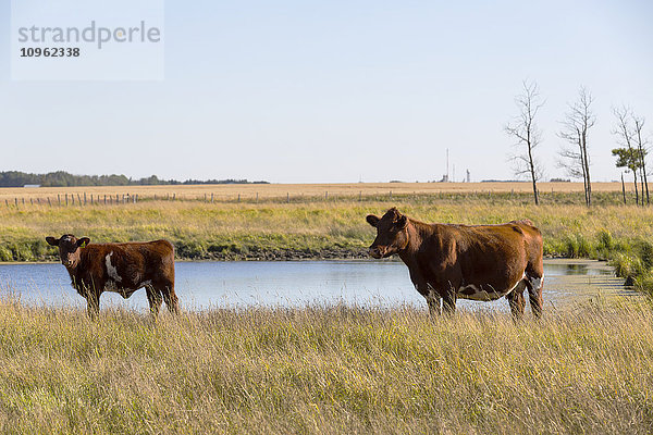Kuh und Kalb neben einem Einbaum  in der Nähe von St. Albert; Alberta  Kanada