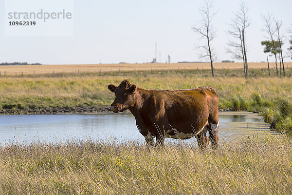 Kuh neben einem Einbaum  in der Nähe von St. Albert; Alberta  Kanada