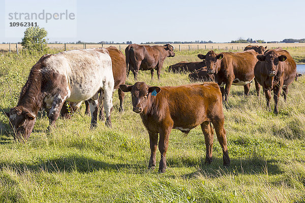 Kleine Rinderherde auf einem Feld  in der Nähe von St. Albert; Alberta  Kanada