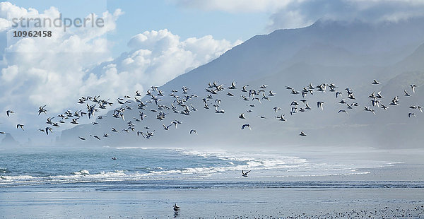 Schwarm Weißstirnseeschwalben (Sterna striata) im Flug am Rapahoe Beach  an der Westküste der Südinsel; Neuseeland