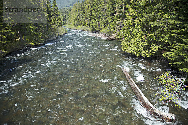 Der Cheakamus River  ein Nebenfluss des Squamish River; Whistler  British Columbia  Kanada .