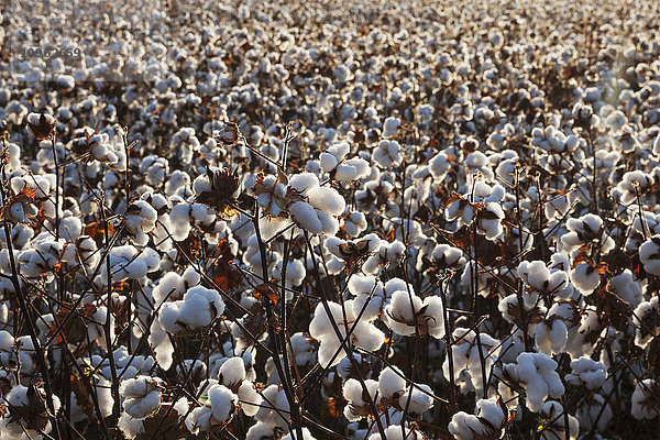 Offene Baumwolle in der Erntephase bei Sonnenaufgang; England  Arkansas  Vereinigte Staaten von Amerika'.