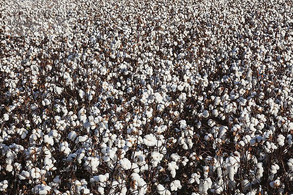 Offene Baumwolle in der Erntephase; England  Arkansas  Vereinigte Staaten von Amerika