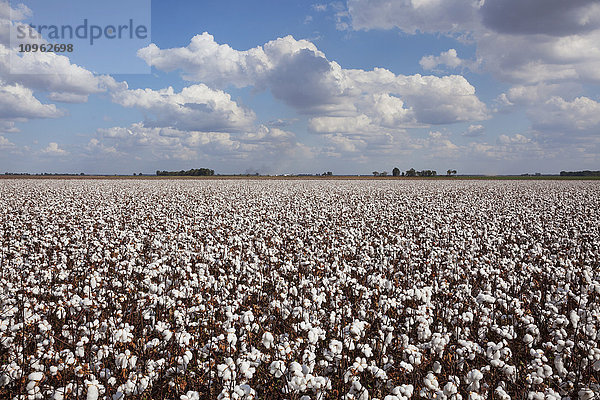 Offenes Baumwollfeld in der Erntephase; England  Arkansas  Vereinigte Staaten von Amerika