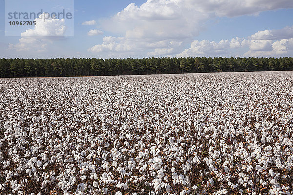 Offene Baumwolle im Erntestadium; England  Arkansas  Vereinigte Staaten von Amerika .