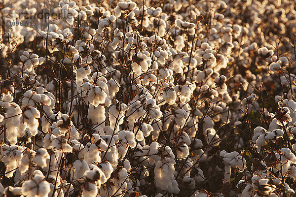 Baumwollpflanzen  beladen mit offener Baumwolle  bereit zum Ernten; England  Arkansas  Vereinigte Staaten von Amerika