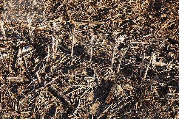 Stoppeln der im vorangegangenen Herbst geernteten Baumwolle ohne Bodenbearbeitung; England  Arkansas  Vereinigte Staaten von Amerika .