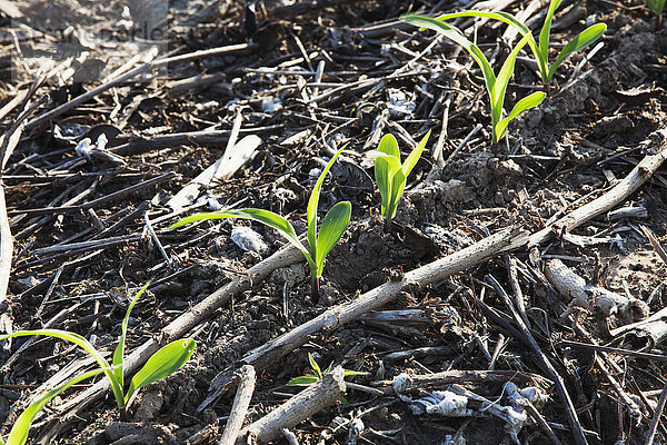 No-Till-Mais im 3-4-Blatt-Stadium  der auf Flächen wächst  auf denen zuvor No-Till-Baumwolle und No-Till-Mais angebaut wurde; England  Arkansas  Vereinigte Staaten von Amerika .