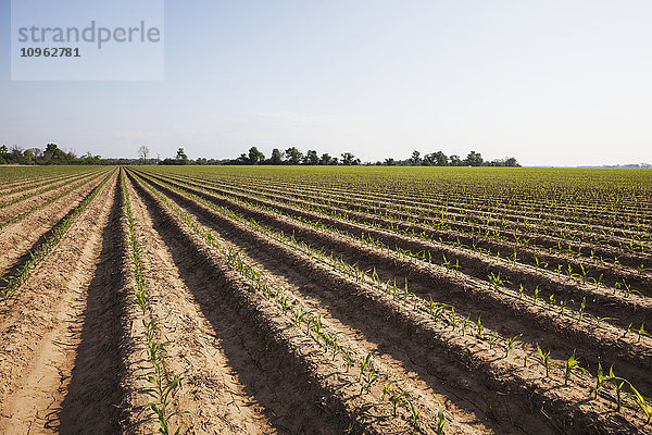 Maiskeimling in konventioneller Bodenbearbeitung im 4-5-Blatt-Stadium  der Boden ist für die Furchenbewässerung vorbereitet; England  Arkansas  Vereinigte Staaten von Amerika'.