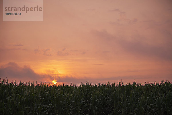 Spitzen von Maispflanzen im Schatten des Abendhimmels; England  Arkansas  Vereinigte Staaten von Amerika'.