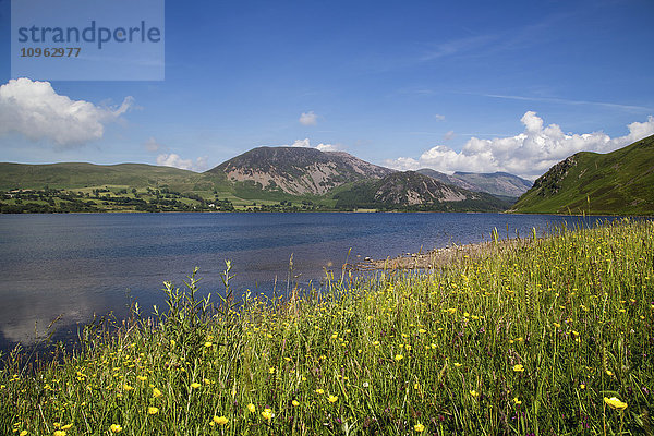 Wildblumen wachsen am Ufer eines Bergsees; Cumbria  England'.