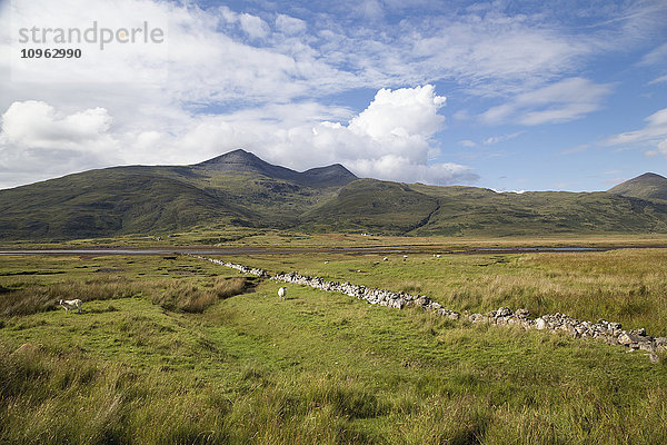 Steinmauer  die Felder trennt  auf denen Schafe weiden; Cumbria  England'.