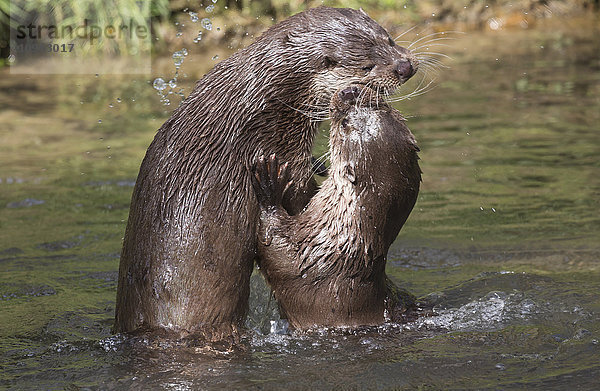 Otter spielen und zeigen Zuneigung im Wasser; Yorkshire  England'.
