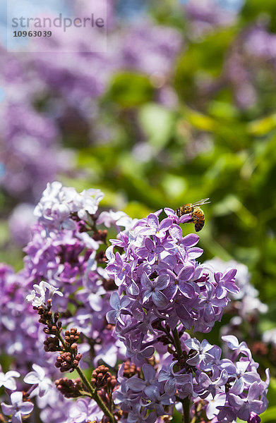 Honigbienen bei der Bestäubung von Fliederblüten im späten Frühjahr  Parkland County; Alberta  Kanada'.