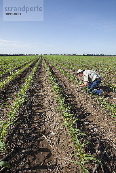 Landwirt bei der Kontrolle junger Maispflanzen im Fünf- bis Sechs-Blatt-Stadium auf Schadinsekten  reduzierte Bodenbearbeitung; England  Arkansas  Vereinigte Staaten von Amerika'.