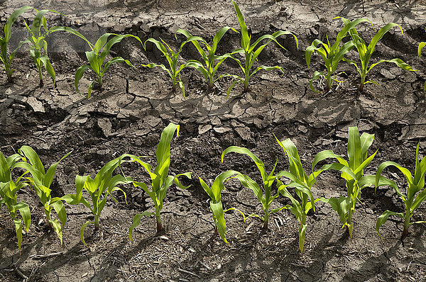 Schräge Reihen von jungen Maispflanzen im späten Frühjahr auf einem Familienbetrieb; Centerville  Ohio  Vereinigte Staaten von Amerika