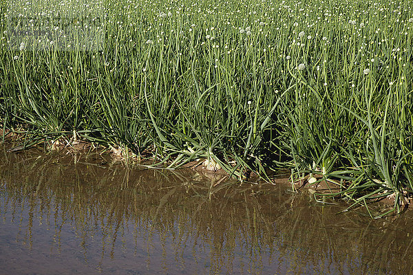 Eine Furche mit Bewässerungswasser grenzt an ein Feld mit reifen weißen Zwiebeln mit Knospen und Blütenköpfen  Imperial Valley; Imperial  Kalifornien  Vereinigte Staaten von Amerika'.