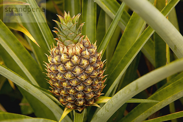 Nahaufnahme einer sich entwickelnden Ananas in einem Hausgarten  in der Nähe von Hilo; Insel Hawaii  Hawaii  Vereinigte Staaten von Amerika'.
