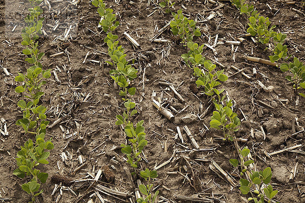 Eine einzelne Reihe junger Sojapflanzen wächst in einem Feld  das die Überreste der Maisernte des Vorjahres zeigt  in der Nähe von Xenia; Ohio  Vereinigte Staaten von Amerika '