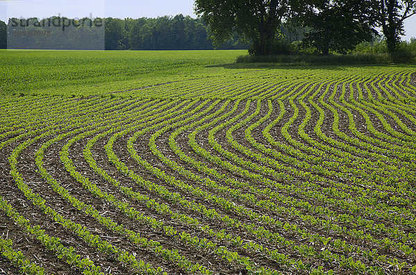 Feld mit früh wachsenden Sojabohnen mit einem Alfalfa-Feld und Bäumen im Hintergrund; Xenia  Ohio  Vereinigte Staaten von Amerika'.