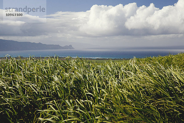 Zuckerrohrfeld auf West Maui mit dem Pazifischen Ozean  Bergen  Wolken und blauem Himmel im Hintergrund; Maui  Hawaii  Vereinigte Staaten von Amerika'.