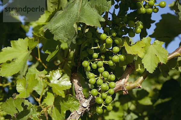 Nahaufnahme von reifenden grünen Trauben an der Rebe in einem Weinberg im Coachella Valley; Coachella  Kalifornien  Vereinigte Staaten von Amerika'.
