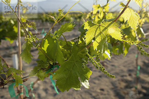 Nahaufnahme von unreifen  weißen Weintrauben am Rebstock in einem Weinberg im Coachella Valley; Coachella  Kalifornien  Vereinigte Staaten von Amerika'.