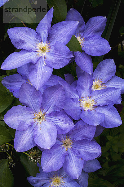 Clematis mit violetten Blüten; Waterloo  Quebec  Kanada'.