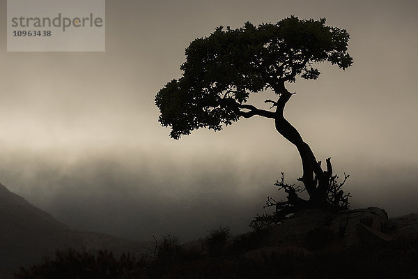 Silhouette eines Baumes vor einem stürmischen Himmel im Richtersveld National Park; Südafrika'.