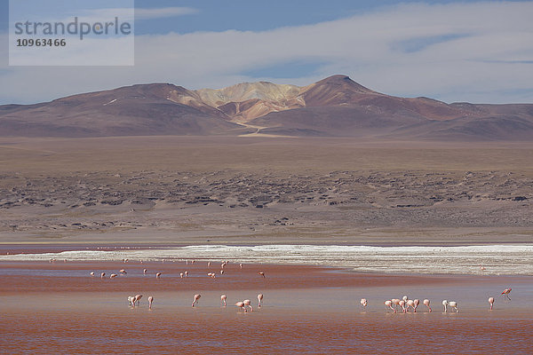 Flamingos bei der Fütterung in der Laguna Colorada  Region Altiplano; Bolivien'.